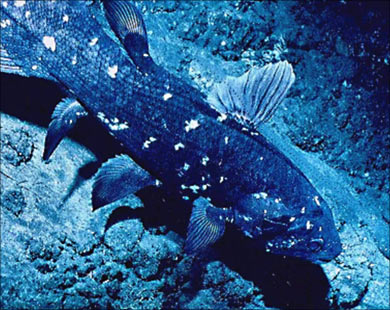 صورة نادرة لسمكة كولاكنث (Coelacanth) تسبح في أعماق بحار جنوب أفريقيا