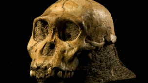 العلماء وجدوا تشابها في عظام جمجمة الحفرية مع جمجمة الإنسان