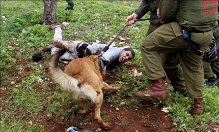 جنود الاحتلال يطلقون كلباً على متظاهر في قرية كفرقدوم قرب نابلس في الضفة الغربية أمس (أ ب أ) 