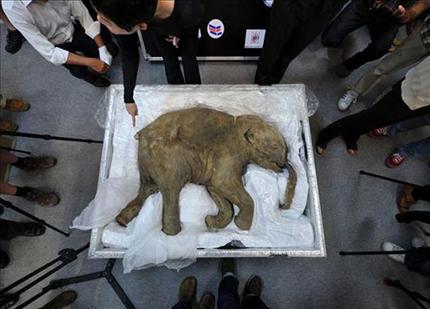 خبراء يعاينون جثة صغير فيل الماموث في هونغ كونغ (عن الانترنت) 