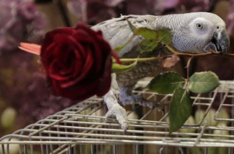 في أحد محال بيع الزهور في دمشق أول من أمس (جوزف عيد ــ أ ف ب) 