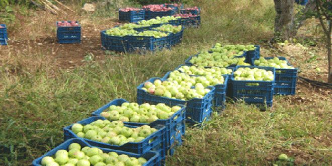 السورية للتجارة بالسويداء: استلام كامل كميات التفاح القابلة للتخزين