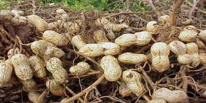 أكثر من 8600 طن تقديرات محصول الفول السوداني في الغاب