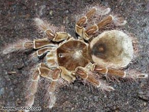 ''العنكبوت البرازيلي الهائم'' من أخطر أنواع العناكب في العالم.