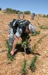 القوات اللبنانية تتلف الحشيش