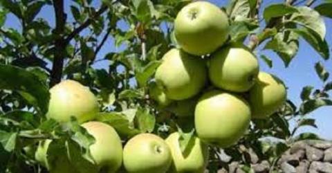  أسعار استلام محصول التفاح في السويداء للموسم الحالي