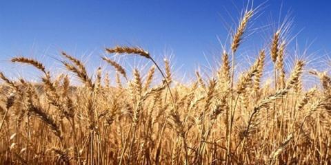  أممي- زيادة محصول القمح في سوريا مقارنة مع العام الماضي