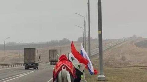  سوري يزور موسكو سيرا على الاقدام  ليهدي بوتين حصانا أصيلا