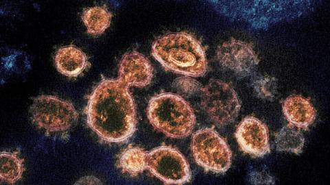 عناصر لفيروس كورونا المستجد SARS-CoV-2