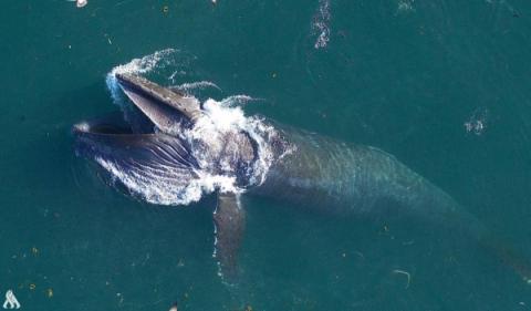 دراسة: الحيتان تقطع مسافات قياسية للعثور على رفيق حياتها