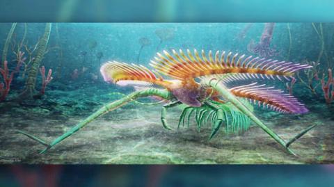 اكتشاف حيوان بحري عمره نصف مليار عام