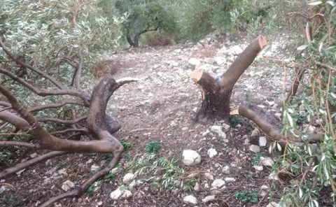 مجهولون يقطعون 150 شجرة زيتون في الخريبات بطرطوس