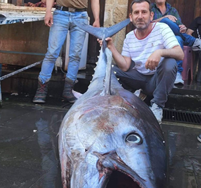 اصطياد سمكة تونا وزنها أكثر من 100 كيلو في بانياس وبيعها بأكثر من مليوني ليرة