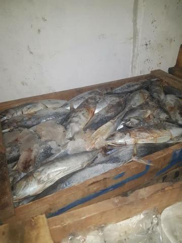  7 أطنان من السمك الفاسد في ريف اللاذقية