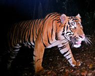 النمور مهددة بالانقراض بسبب صيدها الجائر  