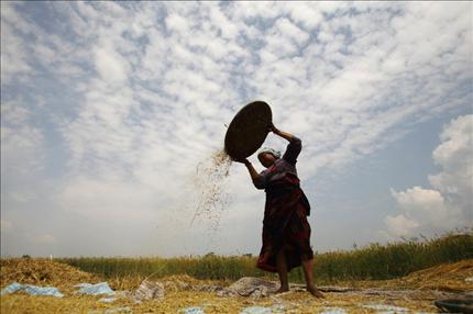مزارعة تعزل القمح عن الشعير في لاليبتور قرب العاصمة النيبالية كاتماندو في 26 نيسان الماضي (أ ف ب) 