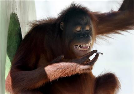 القردة توري تدخن داخل قفصها في حديقة «ساتوا تارو جوروغ» في مدينة جاوا في جزيرة سولو، أمس. (أ ب) 