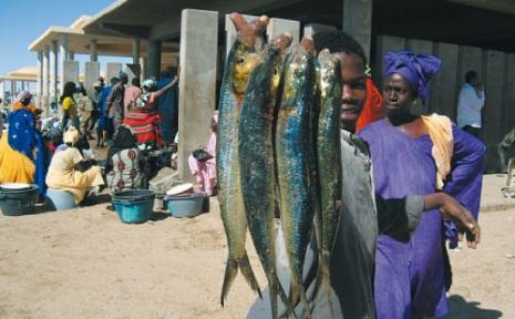 في موريتانيا اكبر احتياطي عربي من الثروات السمكية (أرشيف) 