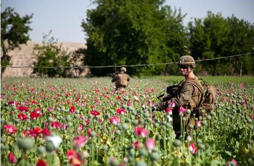 (هل تقوم القوات الأمريكية بحماية الأفيون الأفغاني؟ القوات الأمريكية تجوب حقول الأفيون في أفغانستان)