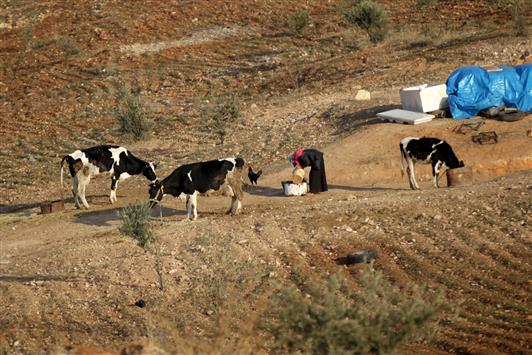 نازحة سورية ترعى الأبقار في ريف إدلب أمس الأول (رويترز)