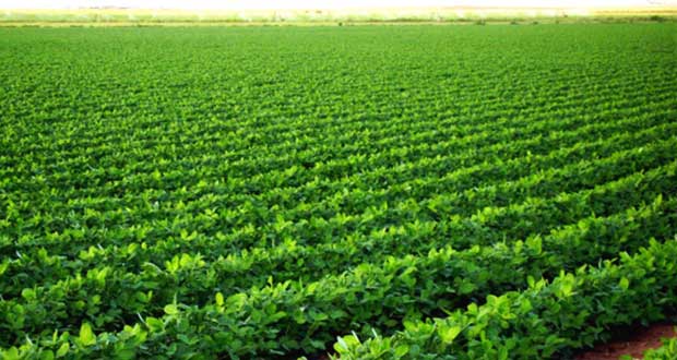 7 آلاف هكتار لزراعة المحاصيل البقولية والرعوية بحمص