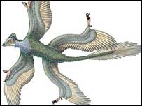 الحفريات الجديدة تعطي فكرة أوضح عن الطيور المنقرضة.