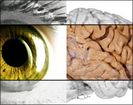 الدماغ يسبق العين في البصر