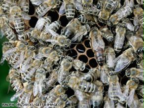 النحل هاجم رواد المعرض في موجات متلاحقة