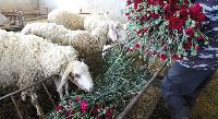 الورود والأزهار تتحول طعاماً للماشية بعد منع تصديرها من قطاع غزة بسبب الحصار الإسرائيلي..
