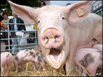 اليهودية والإسلام يحرمان أكل لحوم الخنازير أو منتجاتها