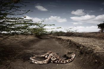 صورة للمصور الإيطالي ستيفانو دولويغي، من «لوموند»، فازت بالجائزة الثانية عن فئة «مواضيع معاصرة». وتصور زرافة نفقت بفعل الجفاف في كينيا 