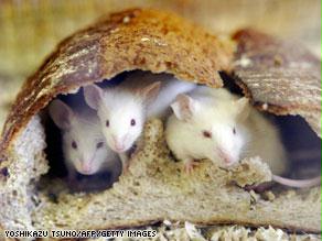 فئران الحقول من بين الثدييات التي يتهددها الاحتباس الحراري