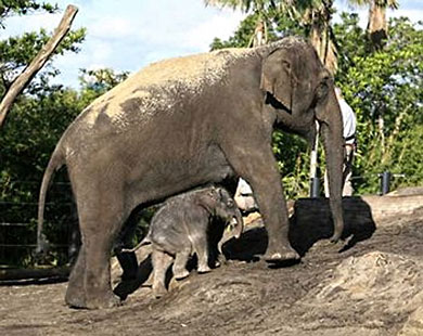 قوائم الفيل تمتلك ميزات فريدة