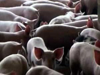 مزارع ايطاليا تحرص على راحة الخنازير حفاظ على انتاجيتها