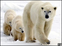 يعرض انكماش الجليد اصناف كثيرة من الحيوانات للانقراض منها الدب القطبي